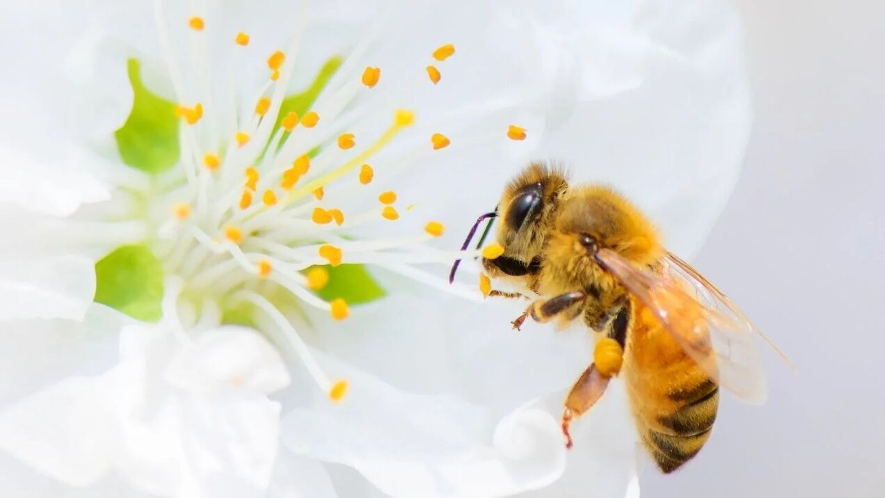 μεγέθυνση πέους με τσιμπήματα μέλισσας